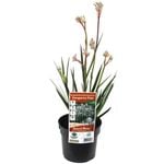 140mm Bush Diamond Kangaroo Paw - Anigozanthos hybrid 'Rambodiam' (Bush Diamond) PBR