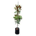 25L Laurel Magnolia -  Magnolia grandiflora Blanchard