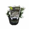 150mm Candytuft - Iberis sempervirens