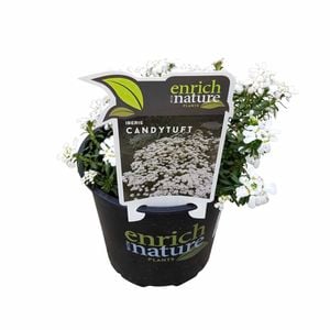 150mm Candytuft - Iberis sempervirens