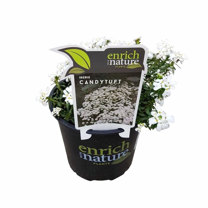 150mm Candytuft - Iberis sempervirens