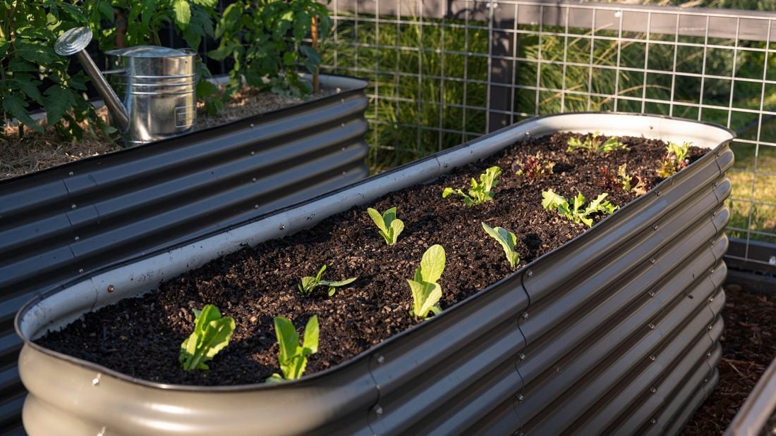 Lettuce cultivation: A complete guide to growing, harvesting, and cooking