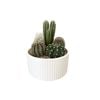 180mm Cactus Garden Designer Bowl 