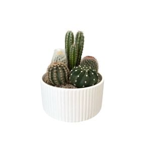 180mm Cactus Garden Designer Bowl 