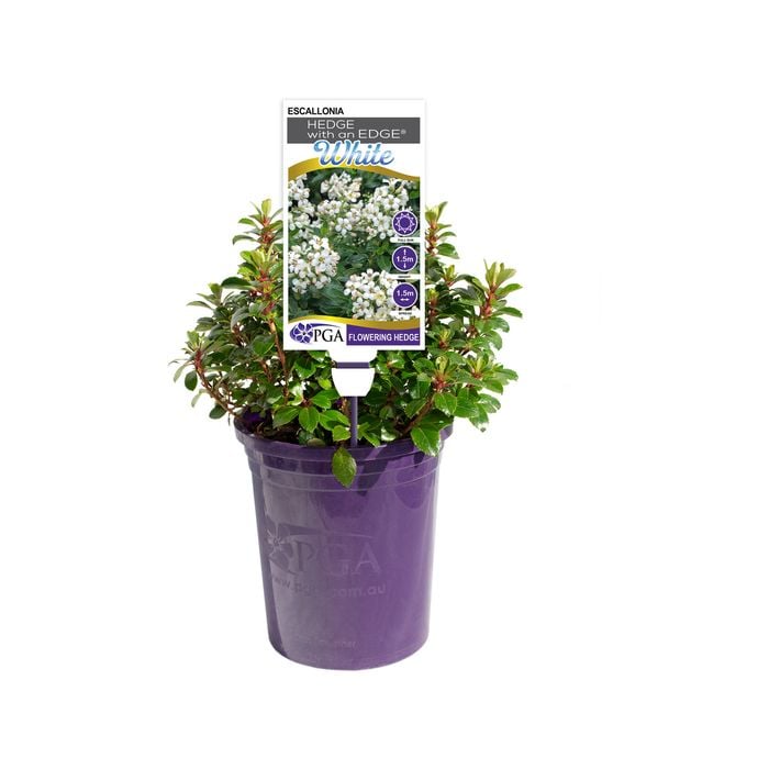 140mm HEDGE WITH AN EDGE® White - Escallonia