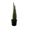 4.5L Italian Conifer - Cupressus gracillis