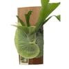 175mm Staghorn Fern - Platycerium superbum
