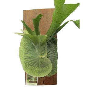175mm Staghorn Fern - Platycerium superbum