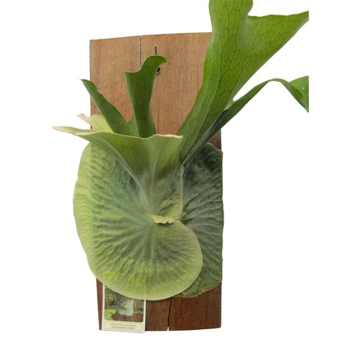 175mm Staghorn Fern - Platycerium superbum