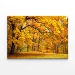 Gold Trees in a Park in autumn  Print 100% Australian Made 90 x 60cm  (Stretched)