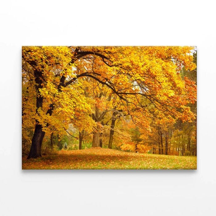 Gold Trees in a Park in autumn  Print 100% Australian Made 90 x 60cm  (Stretched)