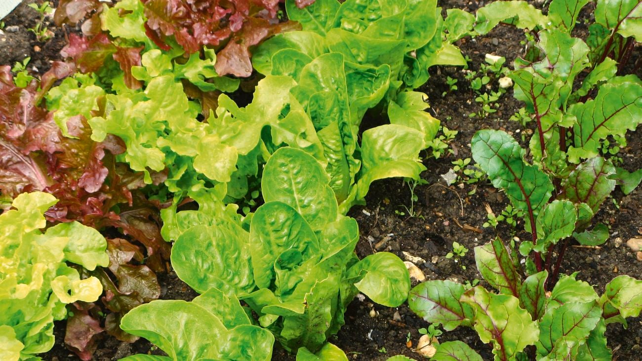 Herb, lettuce and spinach seedlings growing in a garden bed