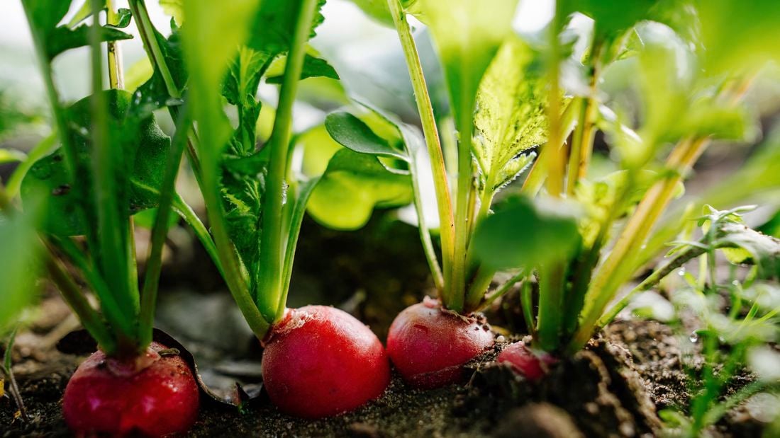 Red radishes growing in a garden bed