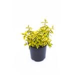 140mm Abelia Kaleidoscope - Abelia x grandiflora