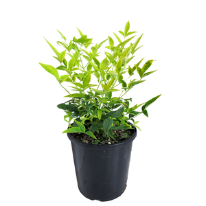 2.4L Magical Lemon Lime - Nandina domestica Alba