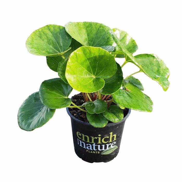 150mm Tractor Seat - Ligularia reniformis
