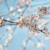 Close-Up Of the Blossoming Branch  Print 100% Australian Made 120 x 90cm  (Stretched)