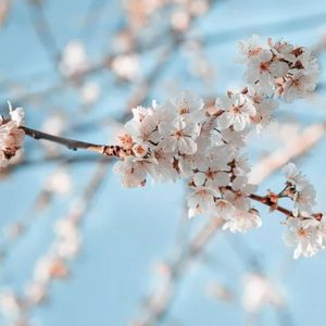Close-Up Of the Blossoming Branch  Print 100% Australian Made 120 x 90cm  (Stretched)