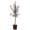 250mm Royal Raindrops Crab Apple - Malus