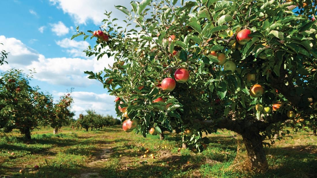 Fruiting apple tree in a field on a sunny day.
