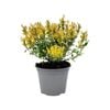 150mm Hummingbird Mint - Agastache