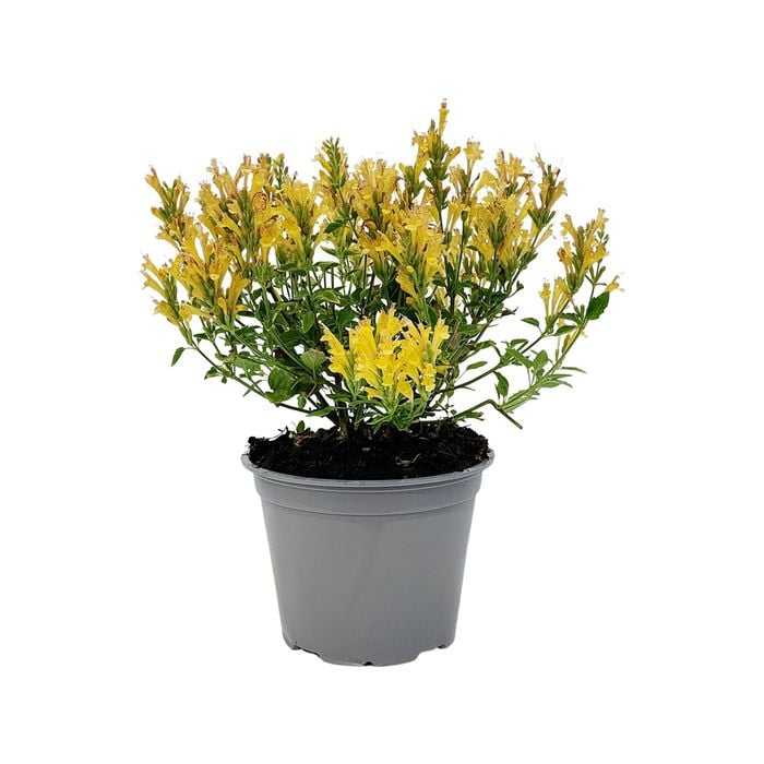 150mm Hummingbird Mint - Agastache