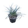 1.3L Black Mondo Grass - Ophiopogon Black Dragon