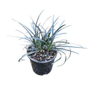 1.3L Black Mondo Grass - Ophiopogon Black Dragon