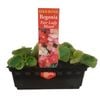 Punnet Begonia Fair Lady Mix - Gold Flower Range