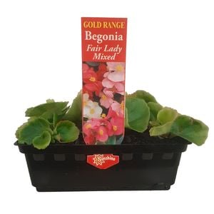 Punnet Begonia Fair Lady Mix - Gold Flower Range