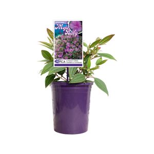 140mm Mojo Baby - Tibouchina hybrid 