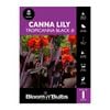 Bloomin' Bulbs Canna Tropicanna Black - 1 Pack