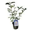 Gardening Solutionz 170mm Magnolia Fairy White - Magnolia hybrida