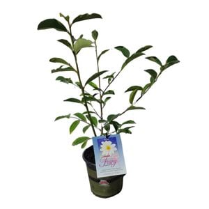Gardening Solutionz 170mm Magnolia Fairy White - Magnolia hybrida