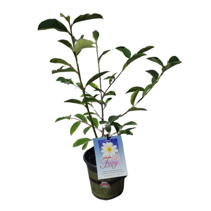 Gardening Solutionz 170mm Magnolia Fairy White - Magnolia hybrida