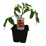 100mm Potted Tomato Plant