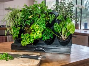 Various herbs in pots on a bench including chives, basil, parsley and thyme.