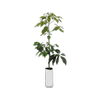 6L Planter Bag Avocado Bacon - Persea americana