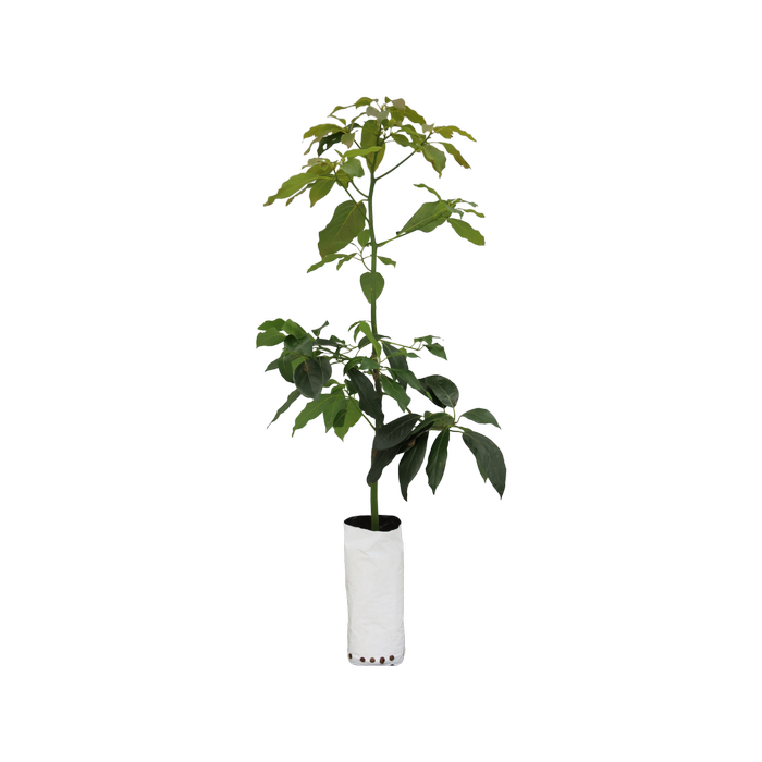 6L Planter Bag Avocado Bacon - Persea americana