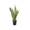 240mm Mother-in-laws Tongue - Sansevieria laurentii