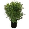 25L Kohuhu - Pittosporum tenuifolium Mountain Green