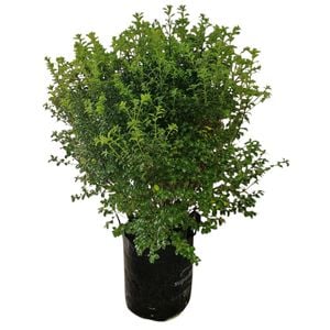 25L Kohuhu - Pittosporum tenuifolium Mountain Green