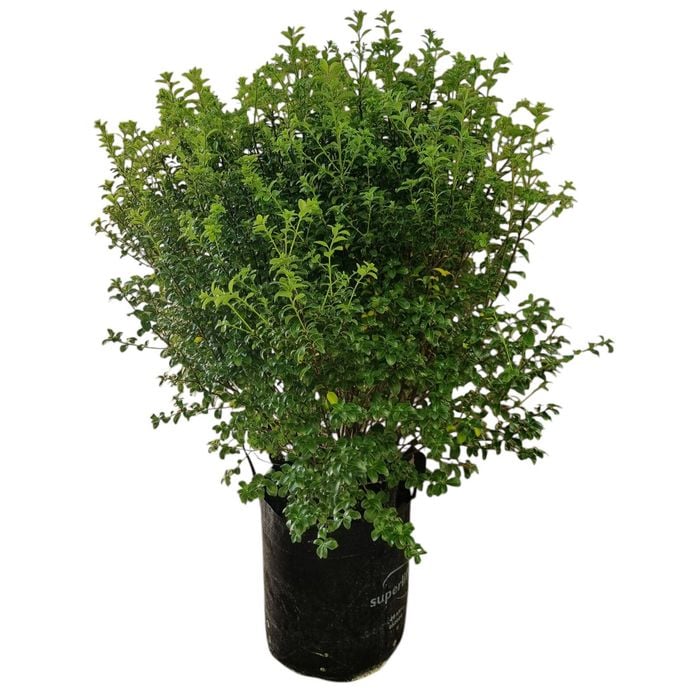25L Kohuhu - Pittosporum tenuifolium Mountain Green