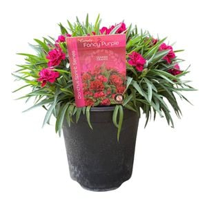 14cm Dianthus Sprint Fancy Purple - Dianthus - Gardening Solutionz