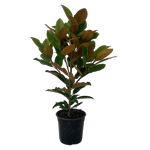 2.5L Magnolia Little Gem - Magnolia grandiflora