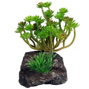 Reptile One Echeveria Garden With Pumice Base 40cm (46773)