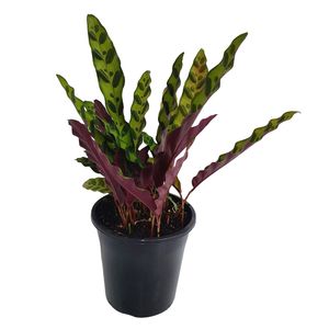 70mm Rattlesnake Plant - Calathea lancifolia Insignis