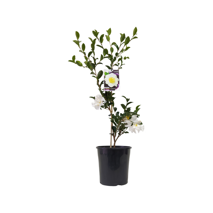 200mm Camellia Setsugekka - Camellia sasanqua