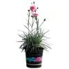 14cm Pink Dianthus 'Pinball Wizard' - Dianthus hybrid