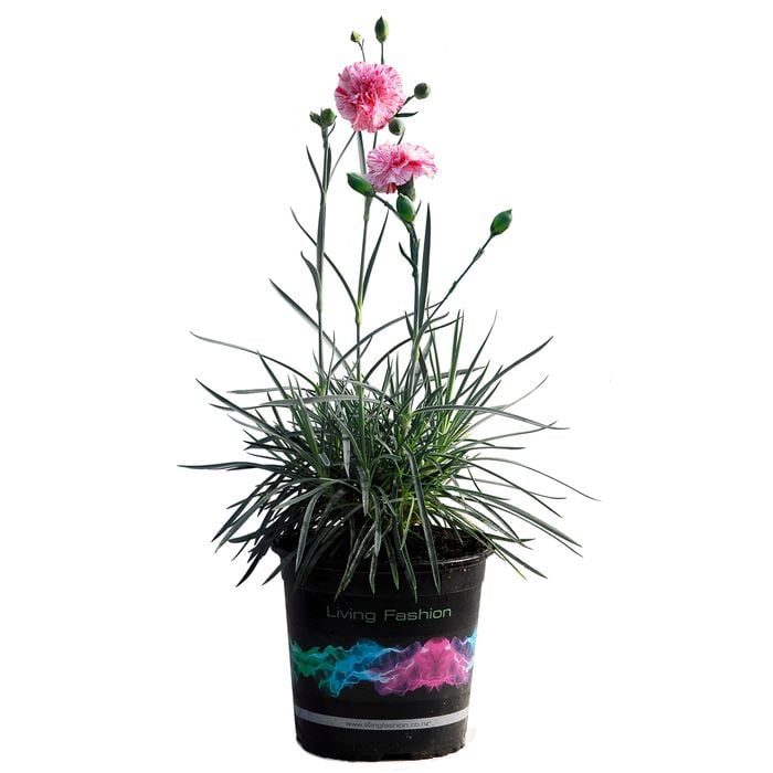 14cm Pink Dianthus 'Pinball Wizard' - Dianthus hybrid